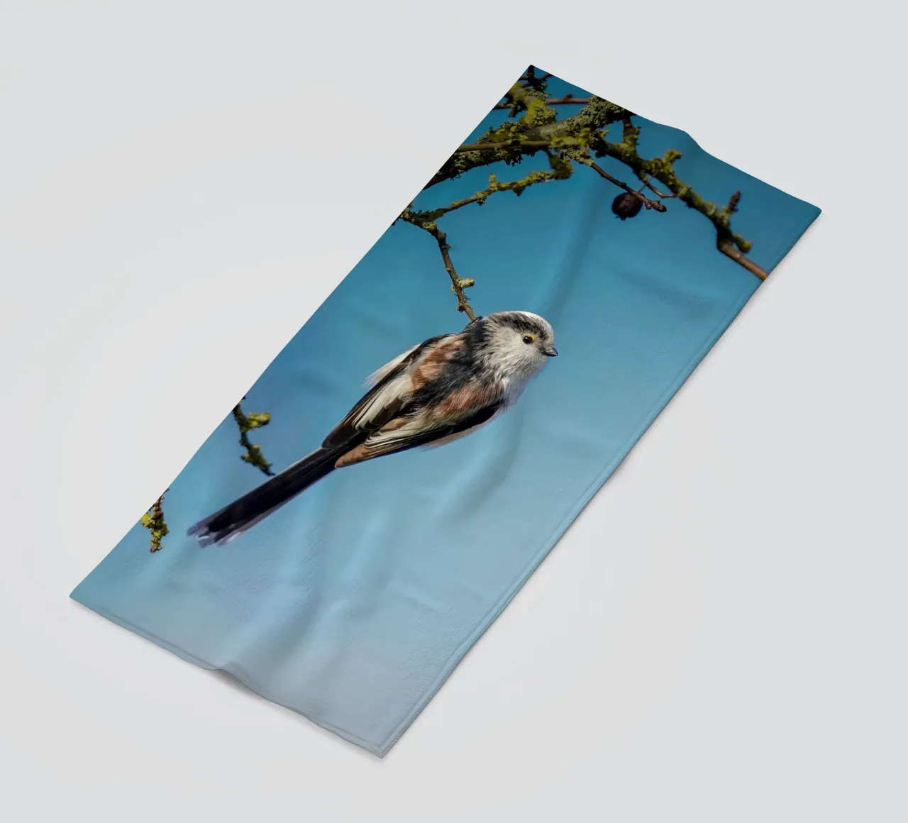 Cinciallegra a coda lunga telo mare da Tom's Wildlife