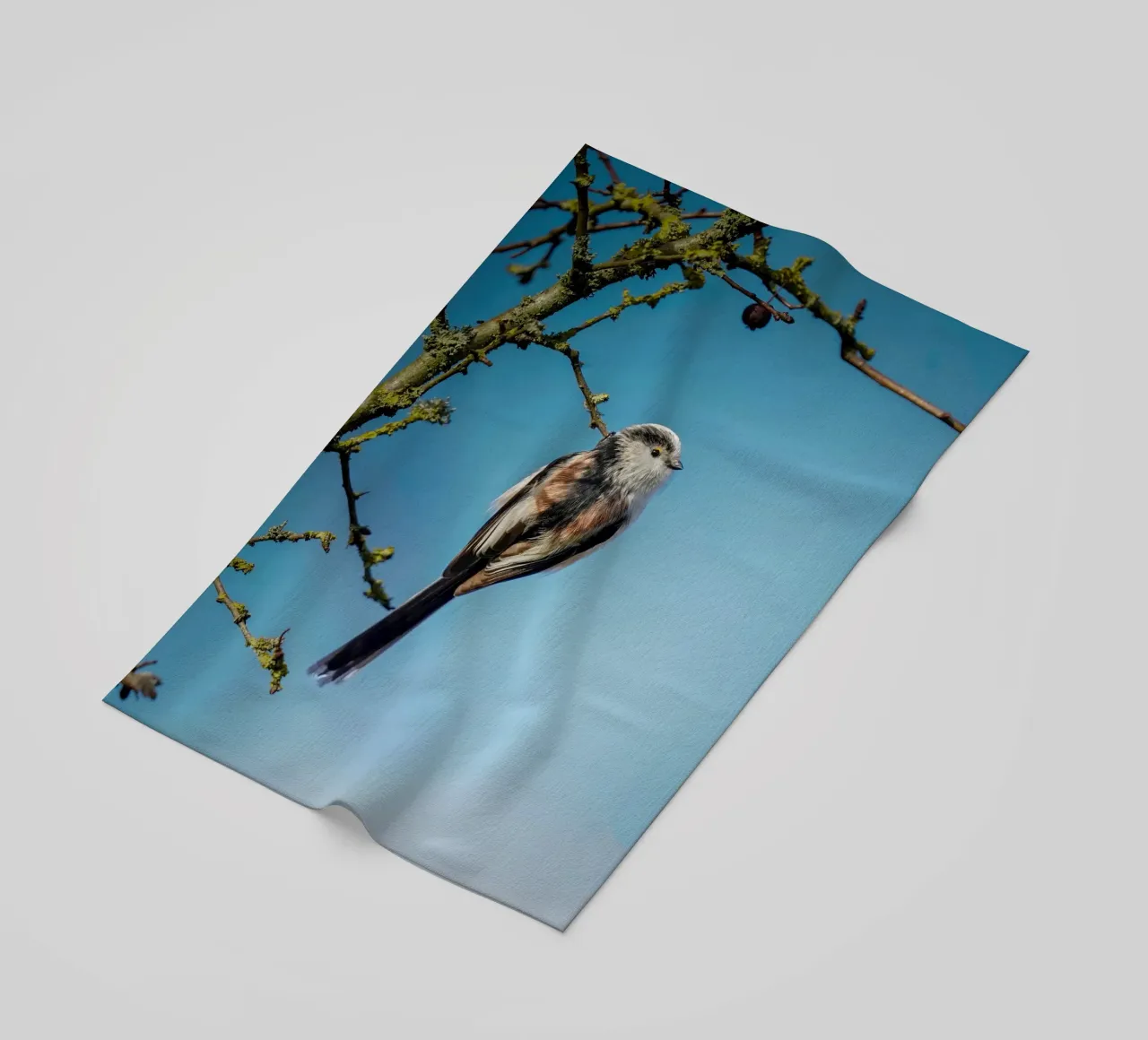 Cinciallegra a coda lunga telo mare da Tom's Wildlife