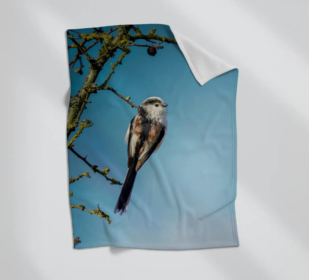 Cinciallegra a coda lunga coperta in pile da Tom's Wildlife