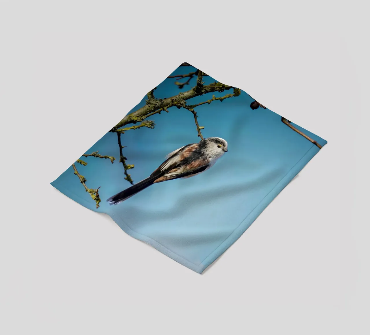 Cinciallegra a coda lunga coperta in pile da Tom's Wildlife