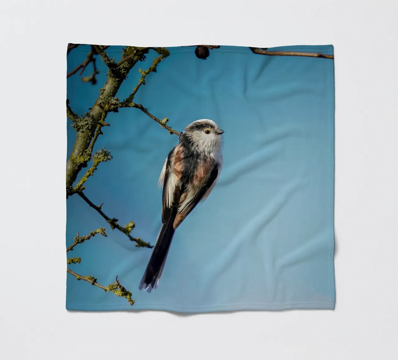 Cinciallegra a coda lunga coperta in pile da Tom's Wildlife