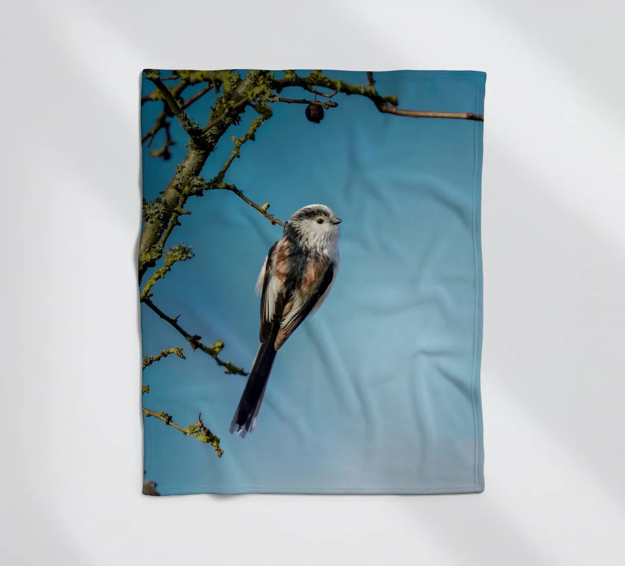 Cinciallegra a coda lunga coperta in pile da Tom's Wildlife
