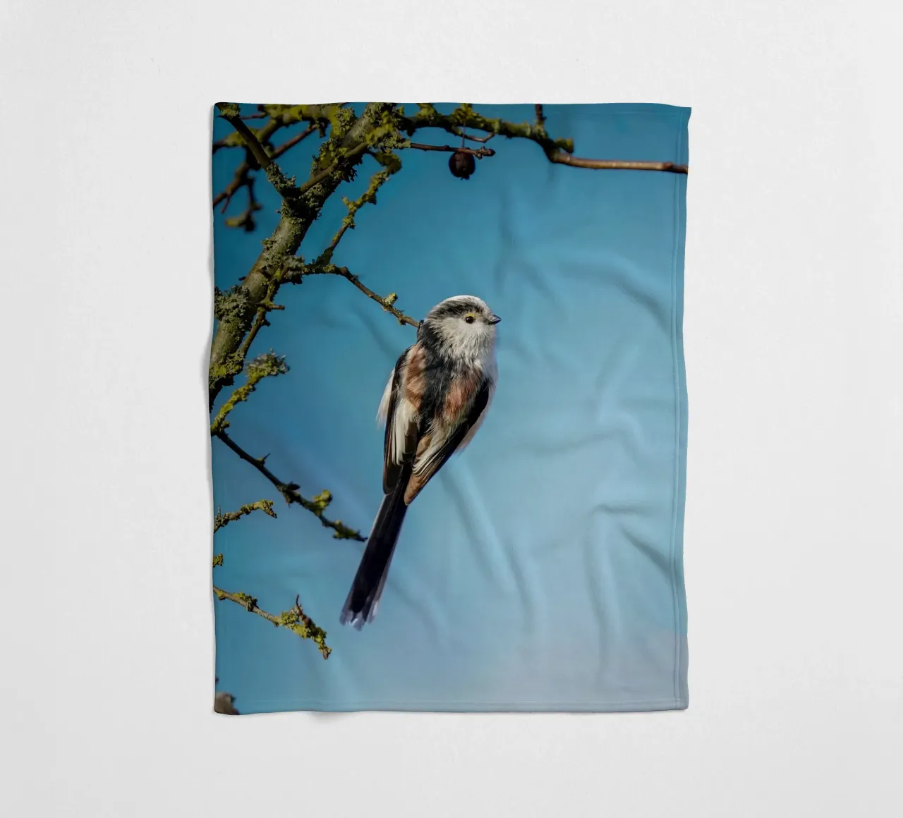 Cinciallegra a coda lunga coperta in pile da Tom's Wildlife