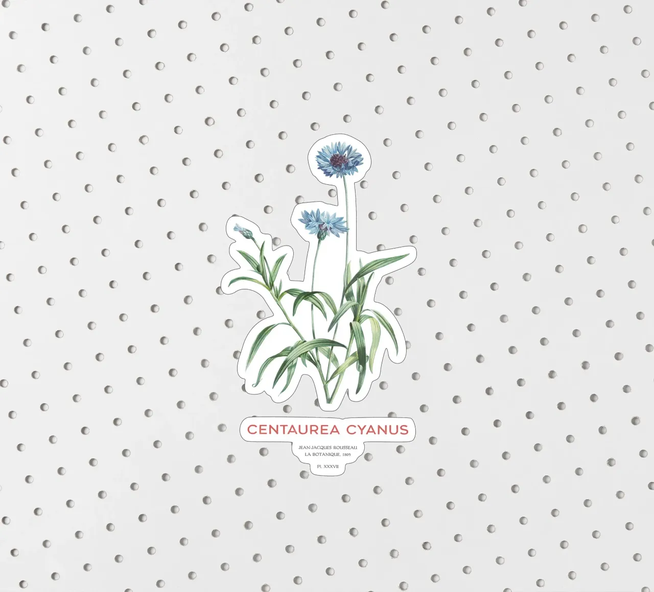 Kornblume oder Centaurea cyanus Sticker von Vintagrafica