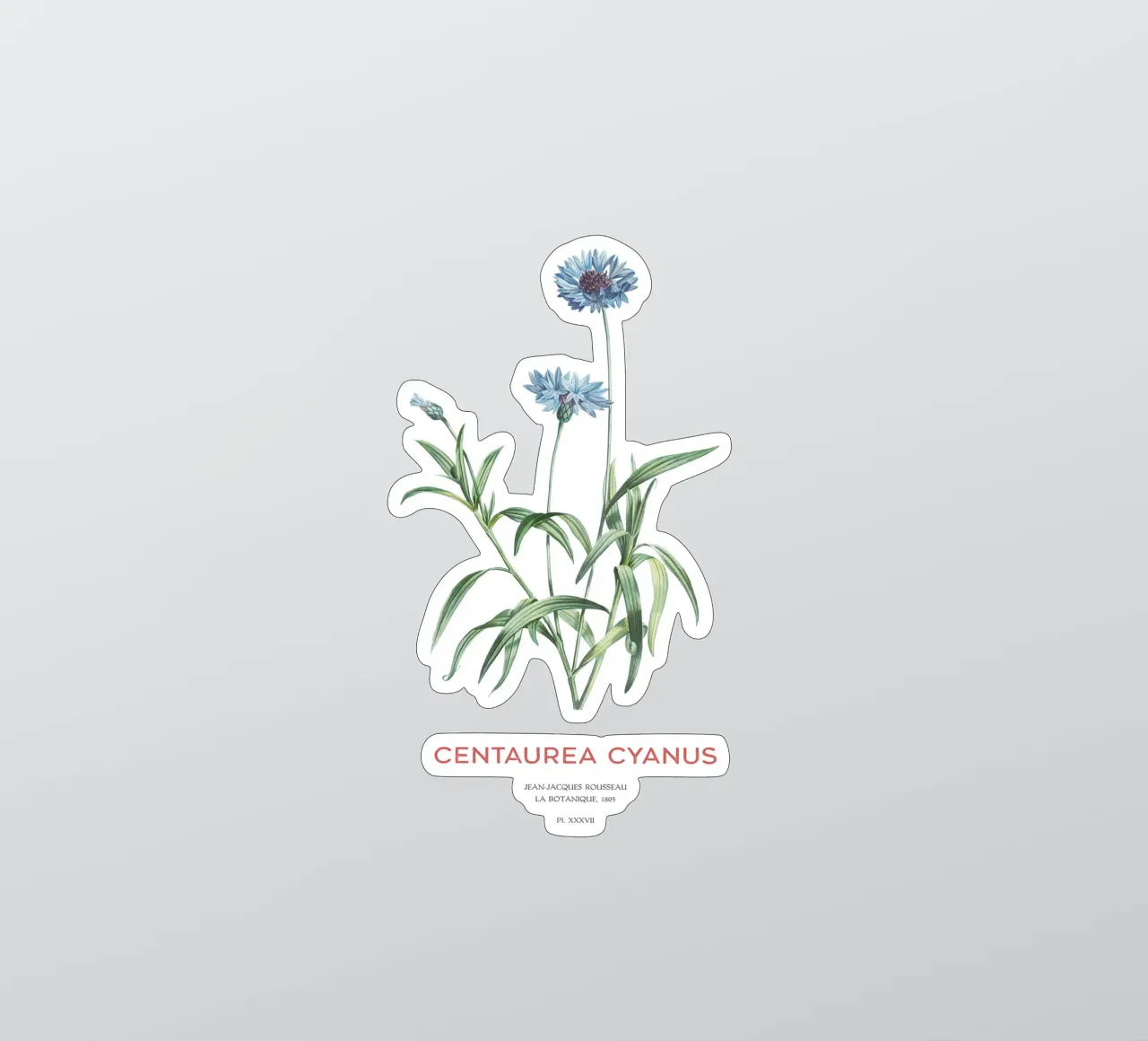 Kornblume oder Centaurea cyanus Sticker von Vintagrafica