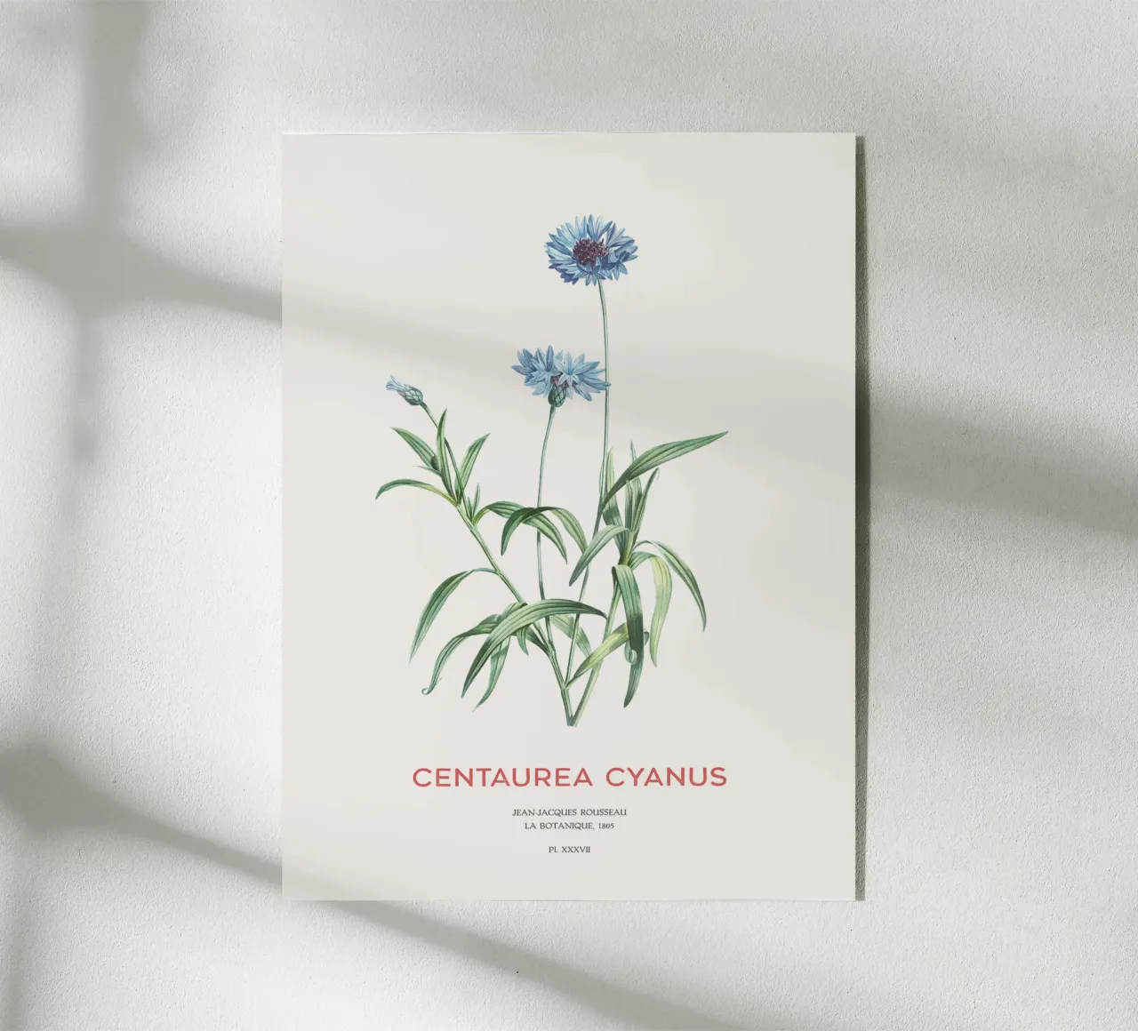 Aciano o Centaurea cyanus metacrilato de Vintagrafica