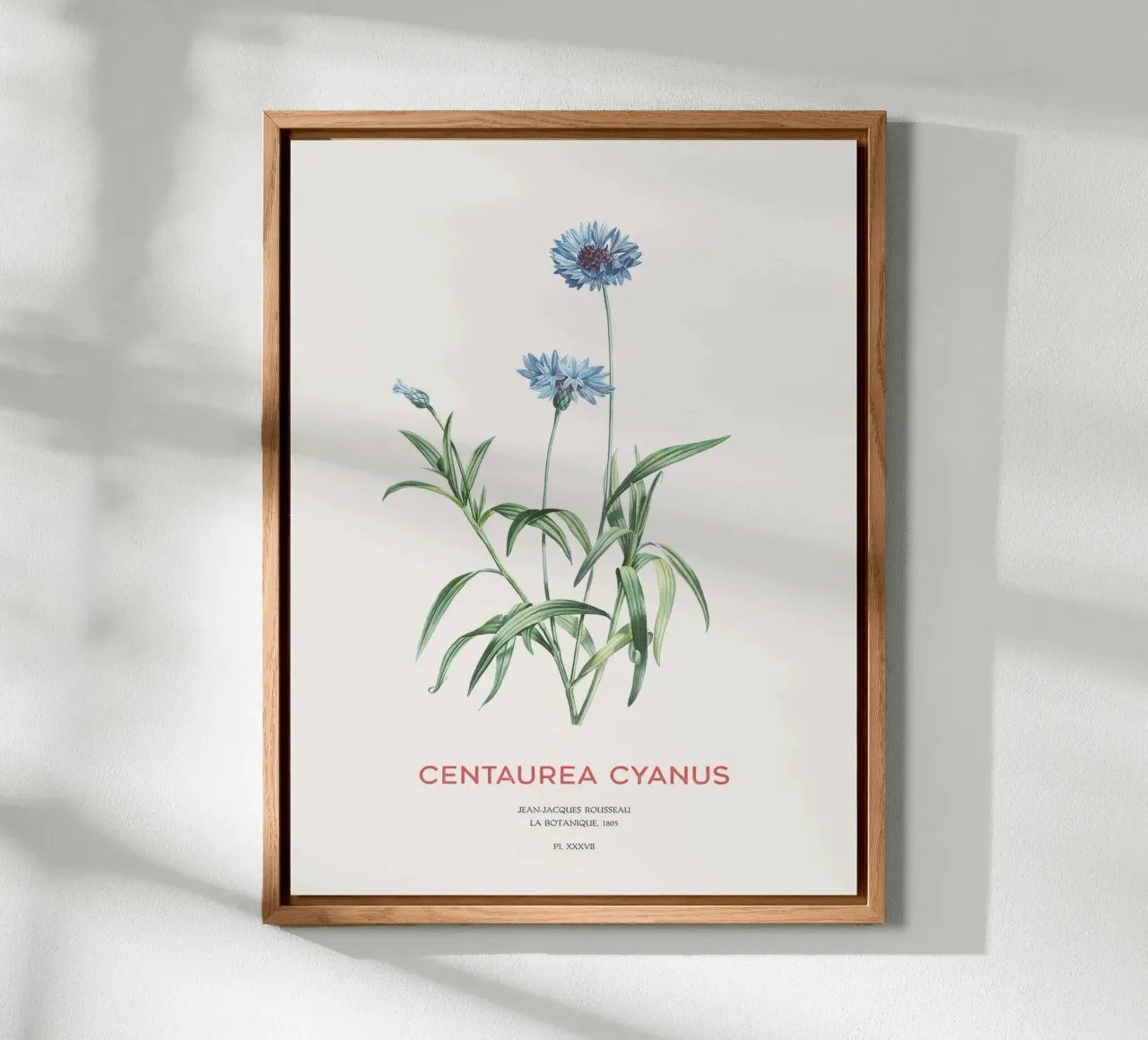 Kornblume oder Centaurea cyanus Alu-Dibond von Vintagrafica