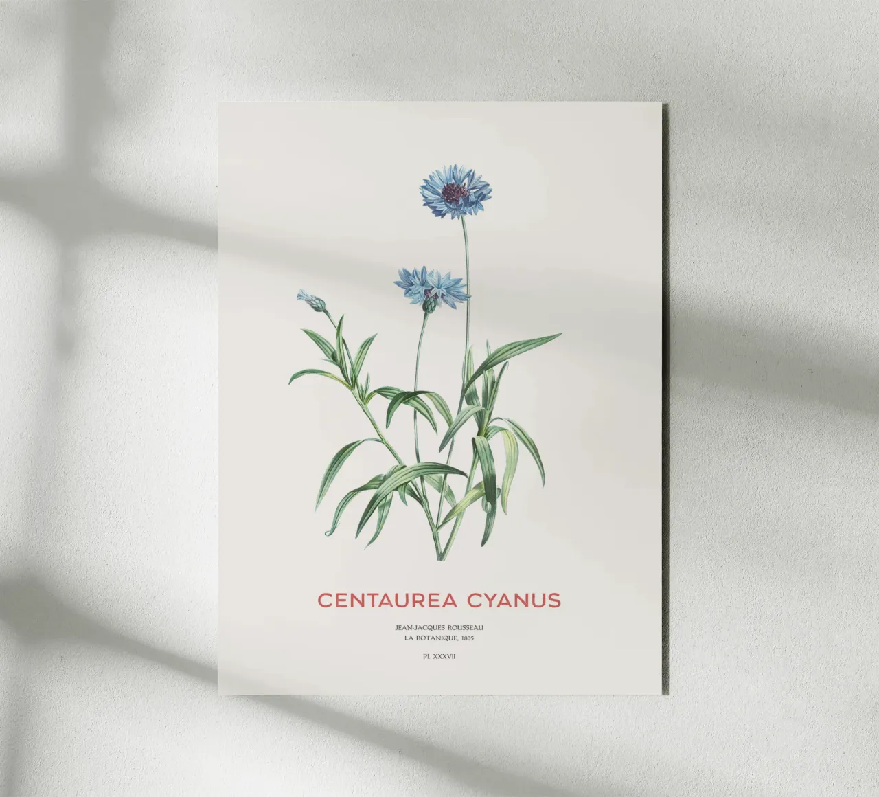 Kornblume oder Centaurea cyanus Alu-Dibond von Vintagrafica