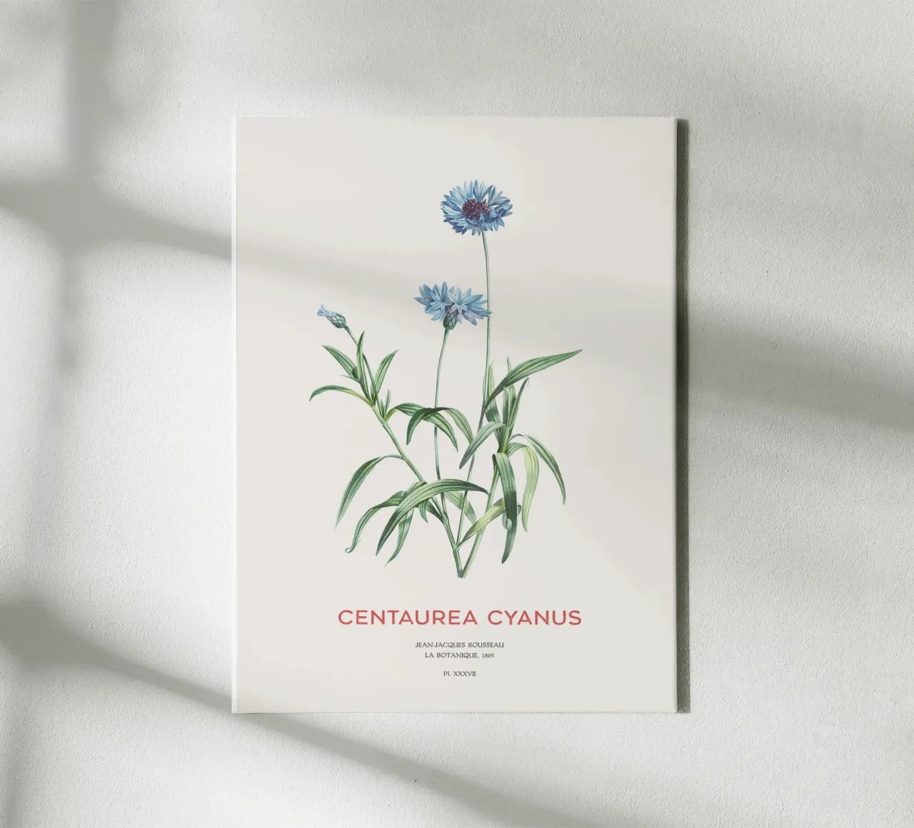 Kornblume oder Centaurea cyanus Leinwand von Vintagrafica