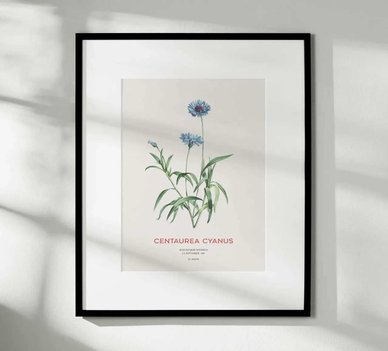 Kornblume oder Centaurea cyanus Hahnemühle von Vintagrafica