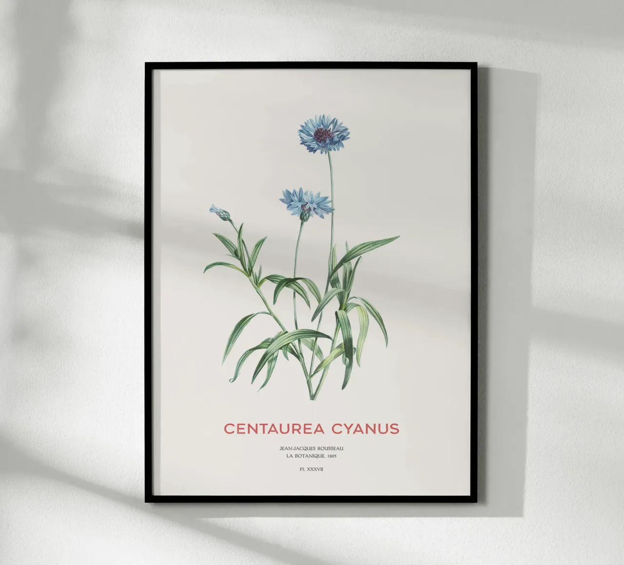 Kornblume oder Centaurea cyanus Hahnemühle von Vintagrafica