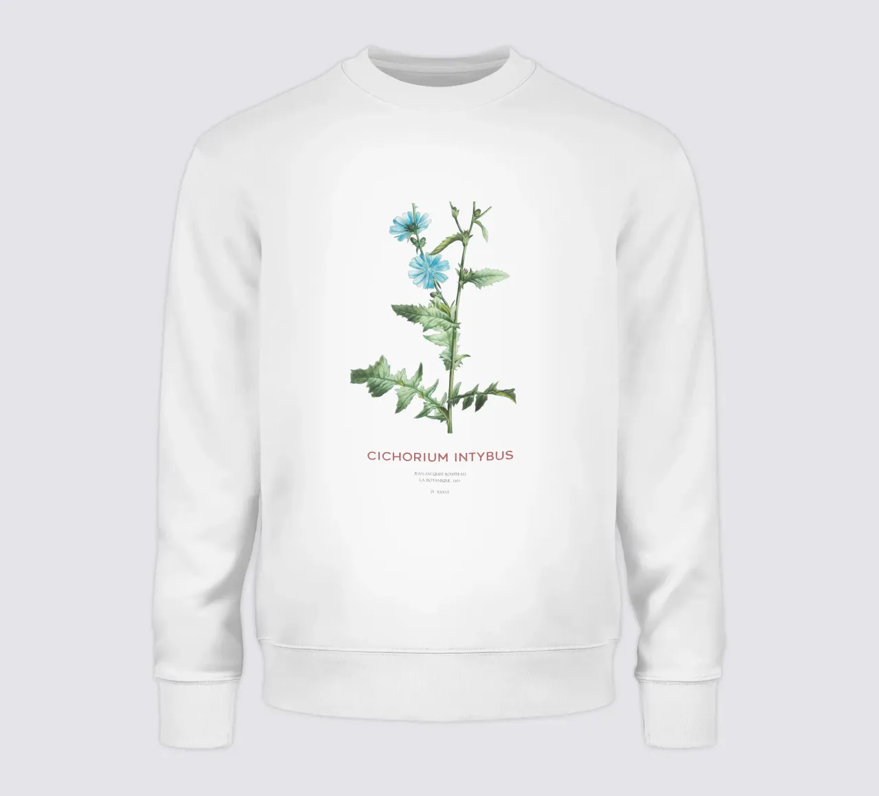 Cicoria o Cichorium intybus felpa da Vintagrafica