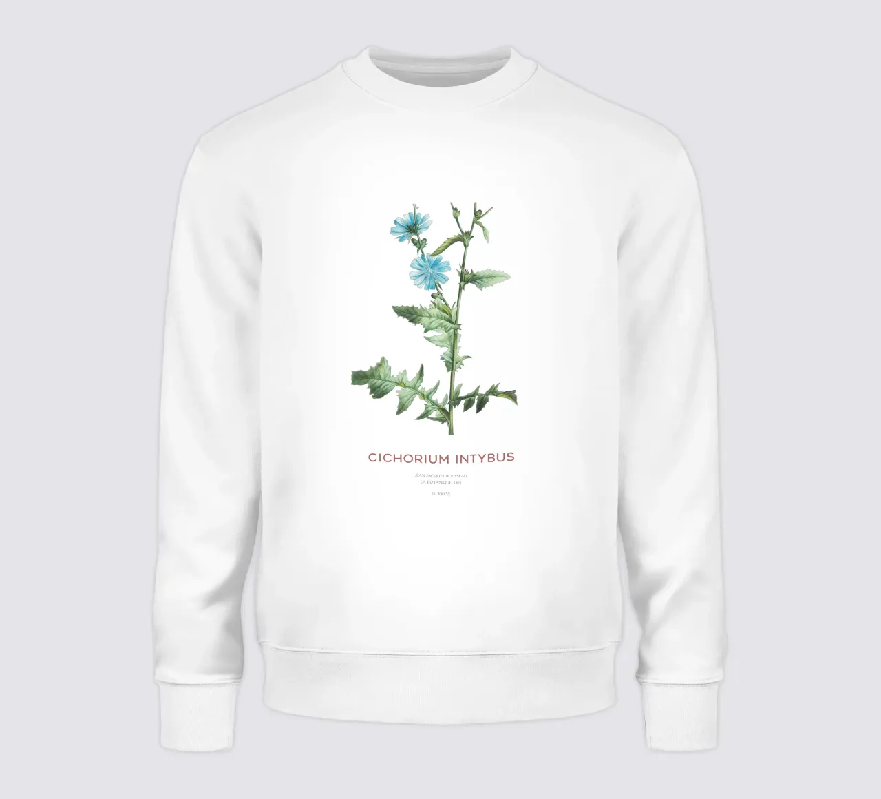 Cicoria o Cichorium intybus felpa da Vintagrafica