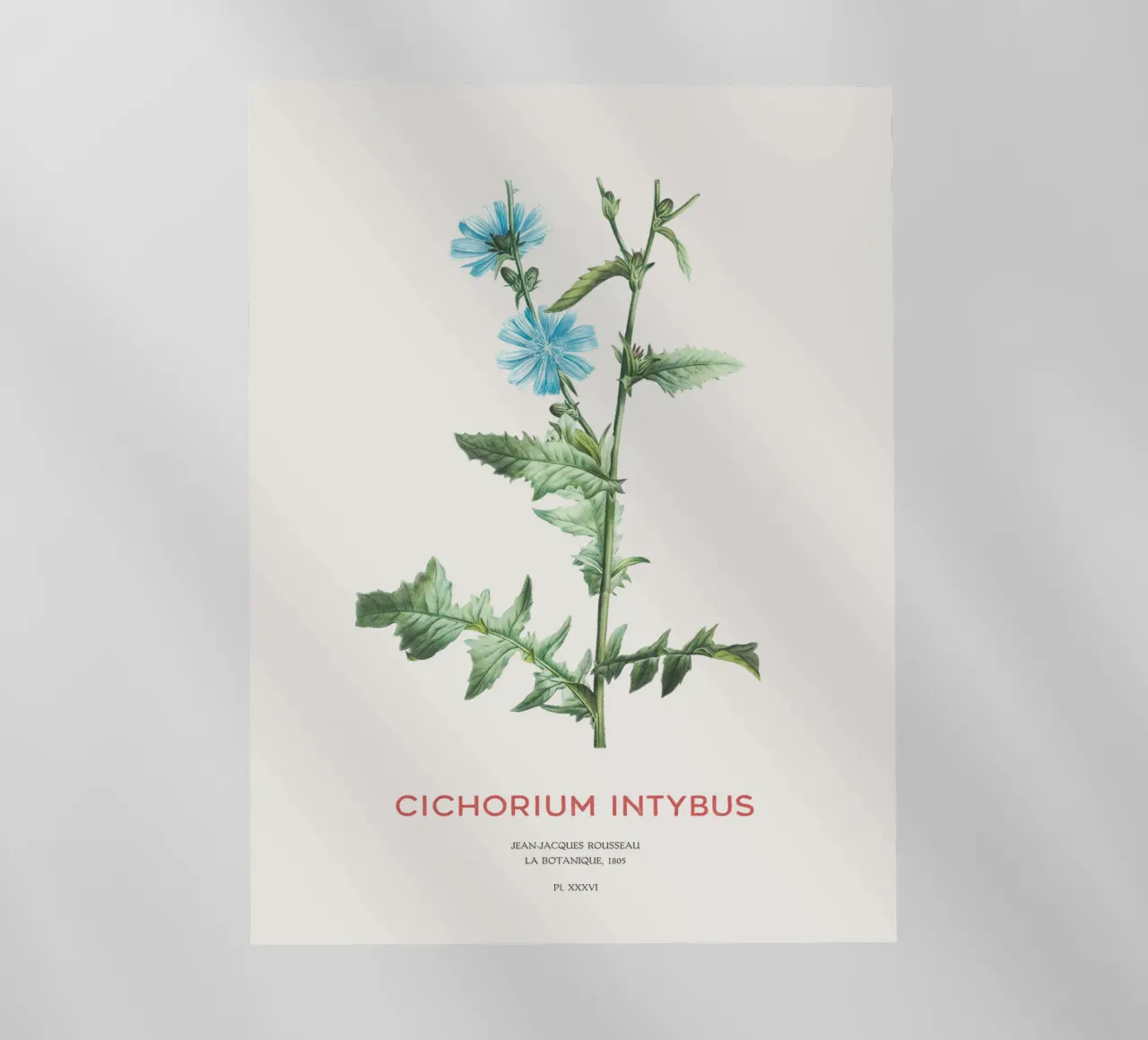 Cicoria o Cichorium intybus pellicola backlit da Vintagrafica
