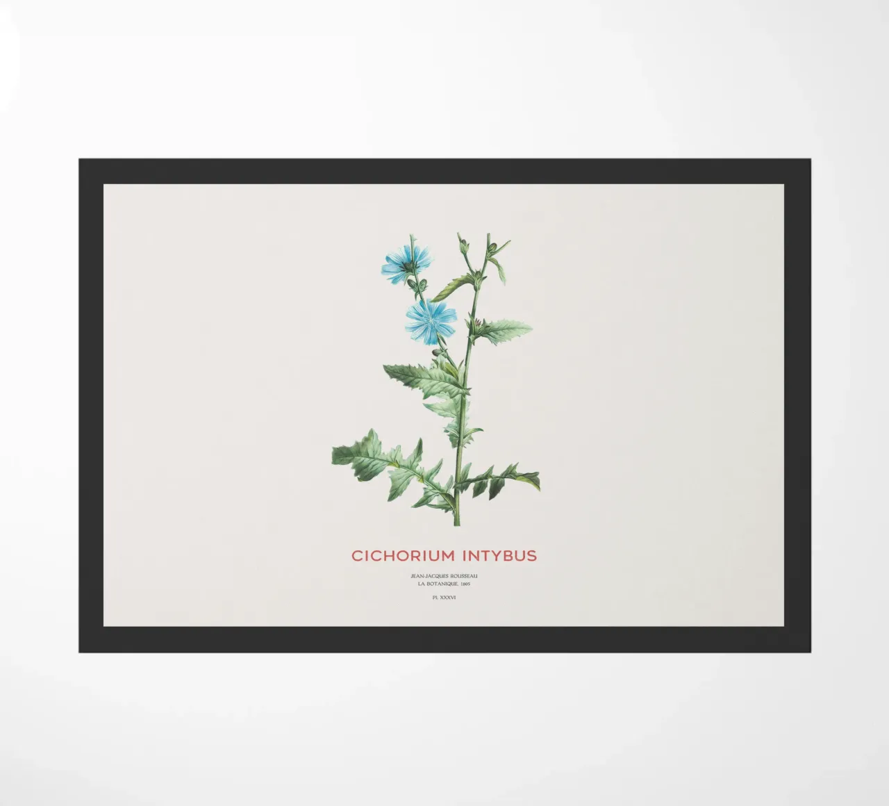 Cicoria o Cichorium intybus zerbino da Vintagrafica