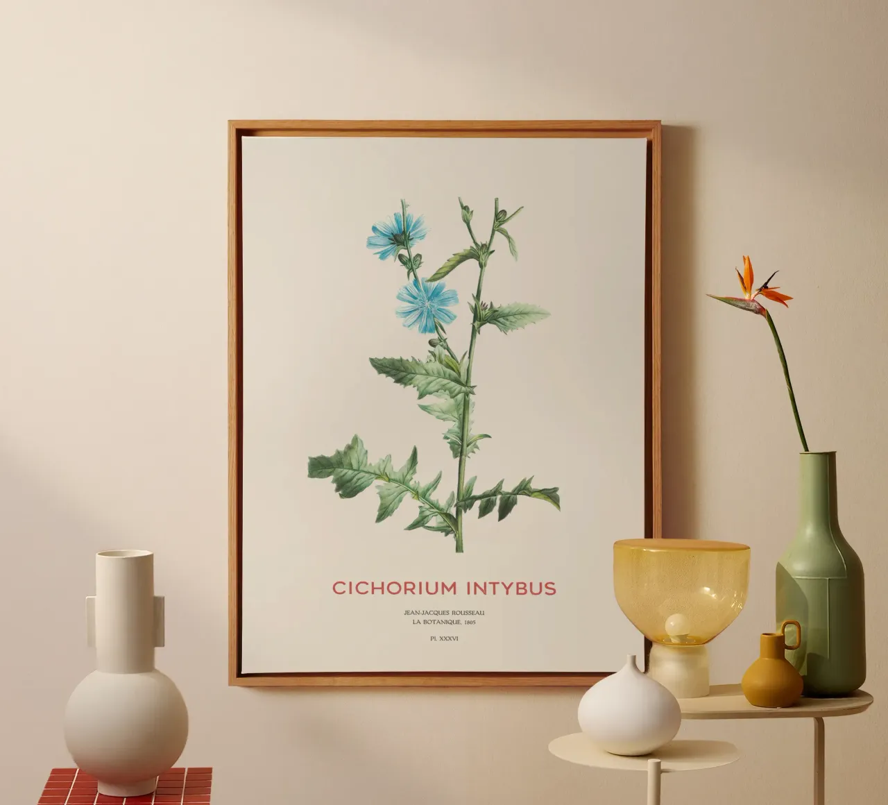 Zichorie oder Cichorium intybus Leinwand mit Schattenfugenrahmen von Vintagrafica