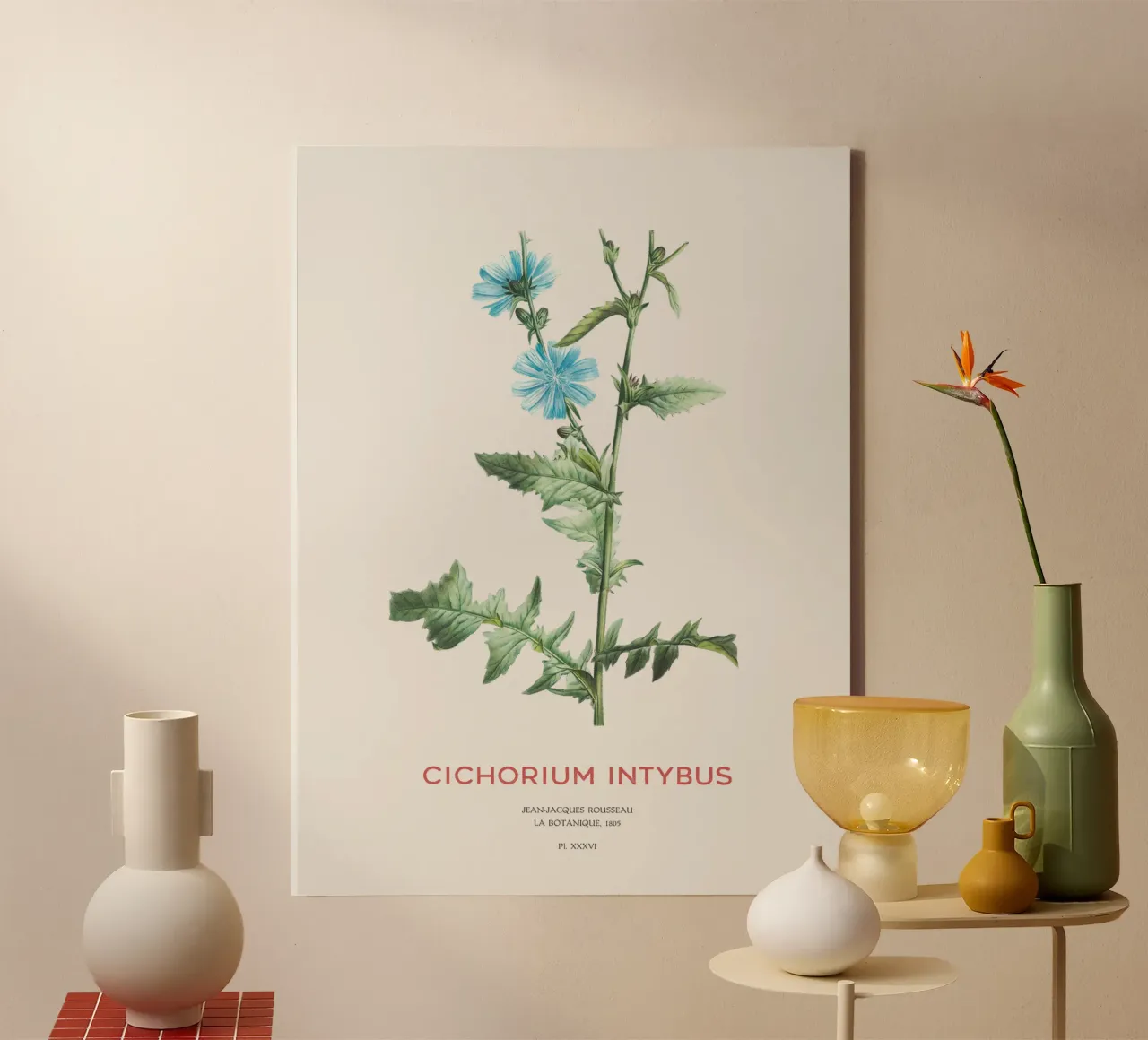 Zichorie oder Cichorium intybus Leinwand mit Schattenfugenrahmen von Vintagrafica