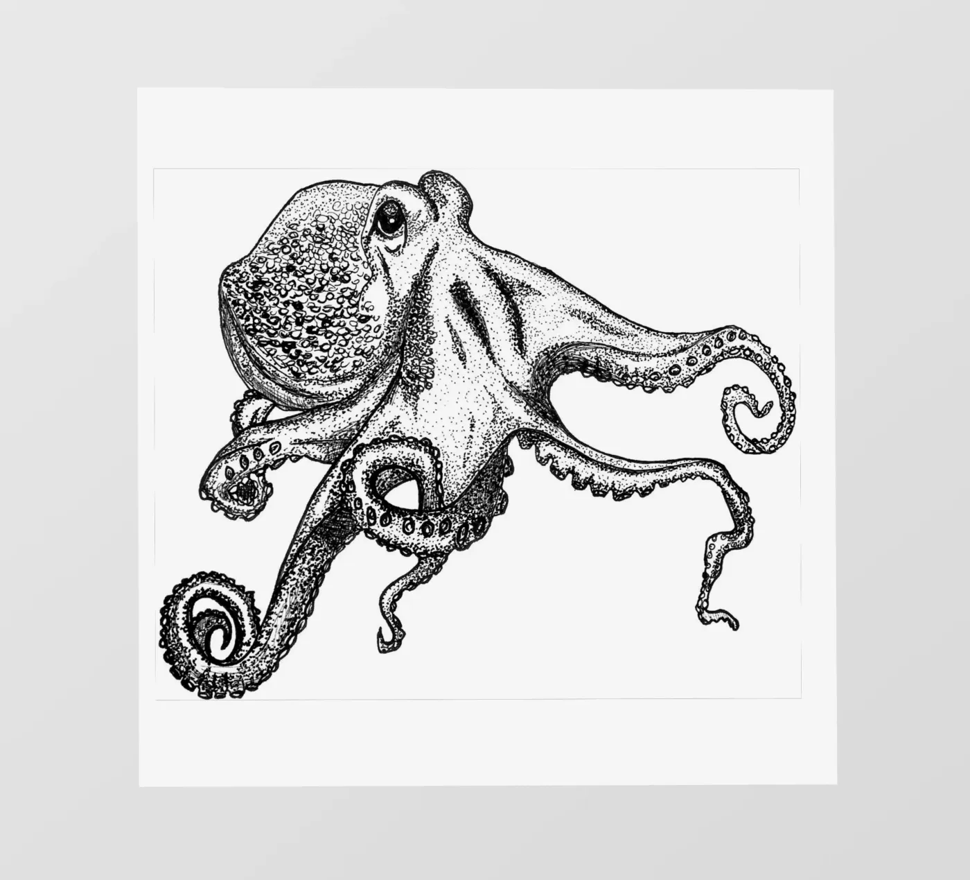 Oktopus pellicola backlit da naturelines
