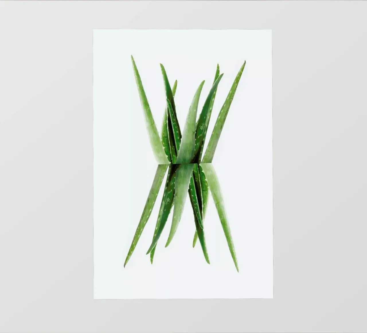 Aloe pellicola backlit da Miles of Light
