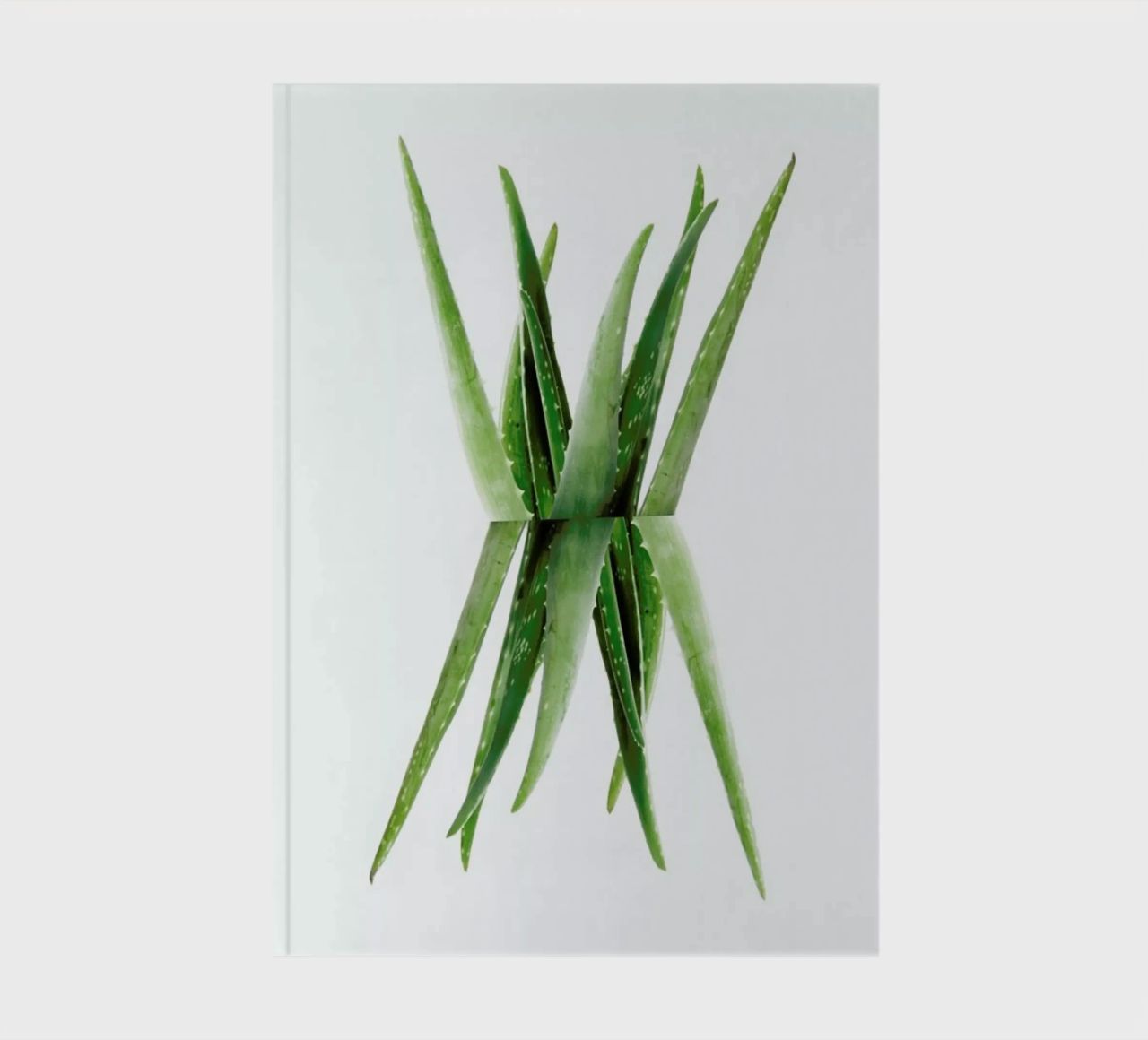 Aloe notebook by Miles of Light