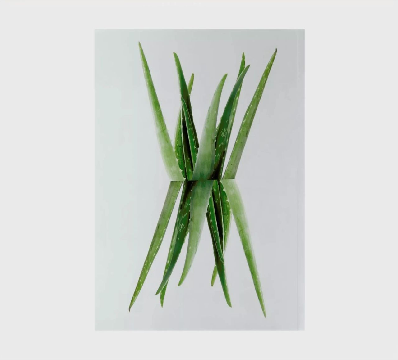 Aloe notebook by Miles of Light