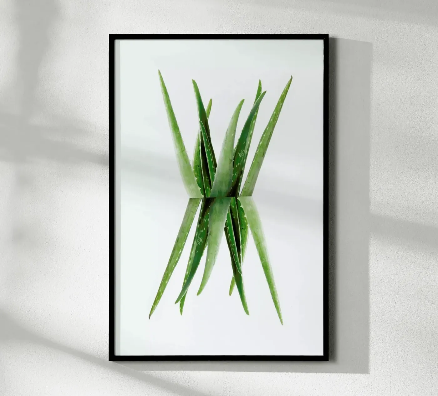 Aloe poster by Miles of Light