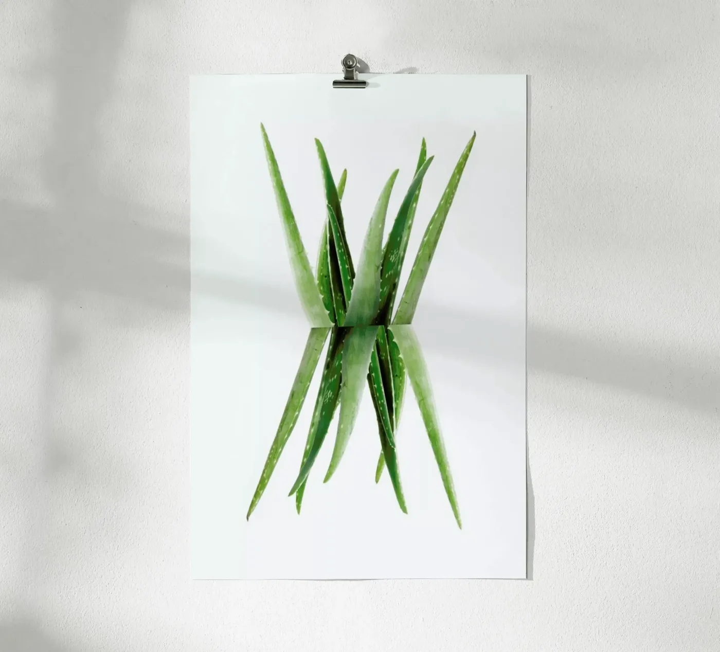 Aloe poster by Miles of Light