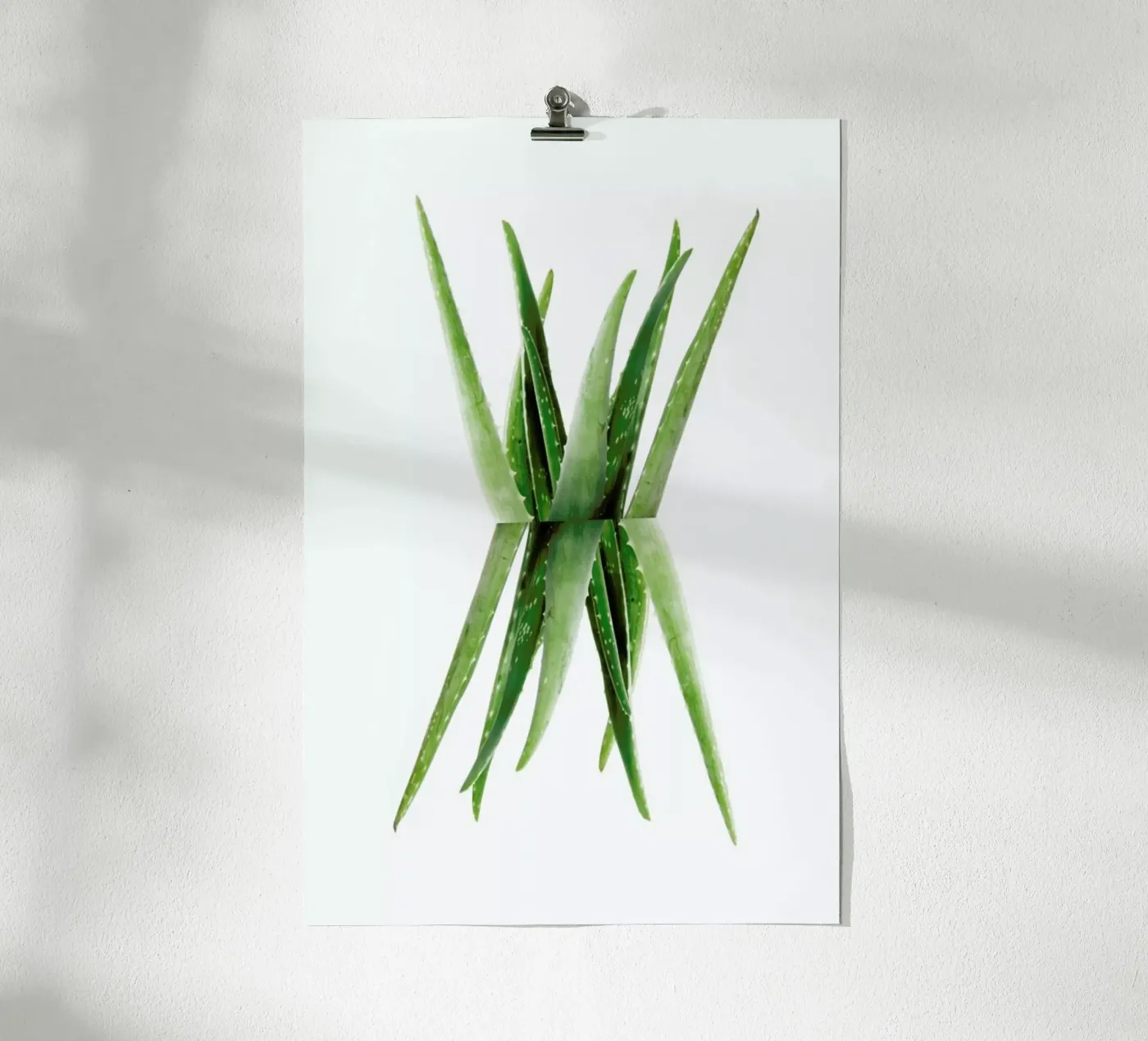 Aloe poster de Miles of Light