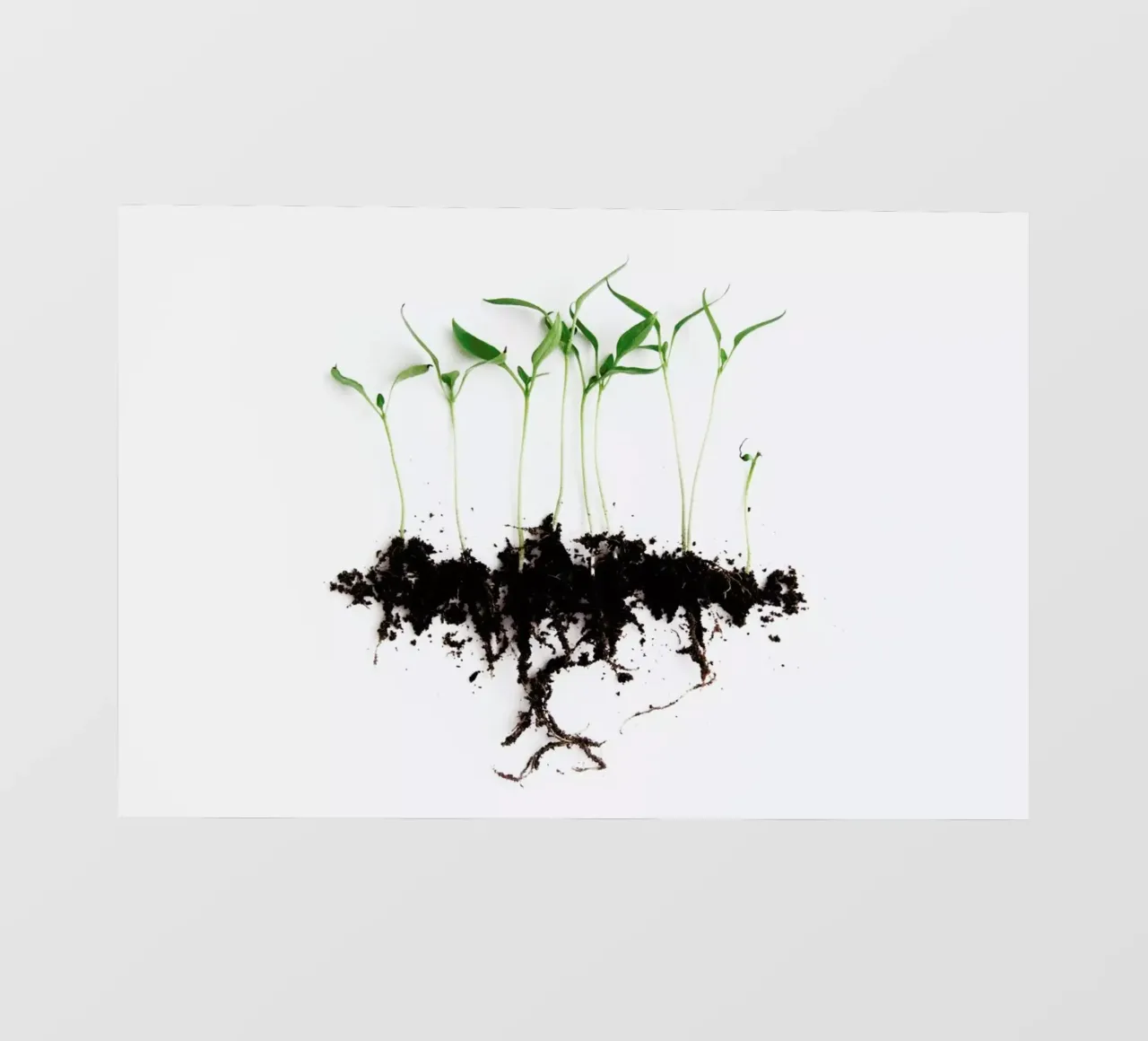 Pepper Sprouts telo in pvc da Miles of Light