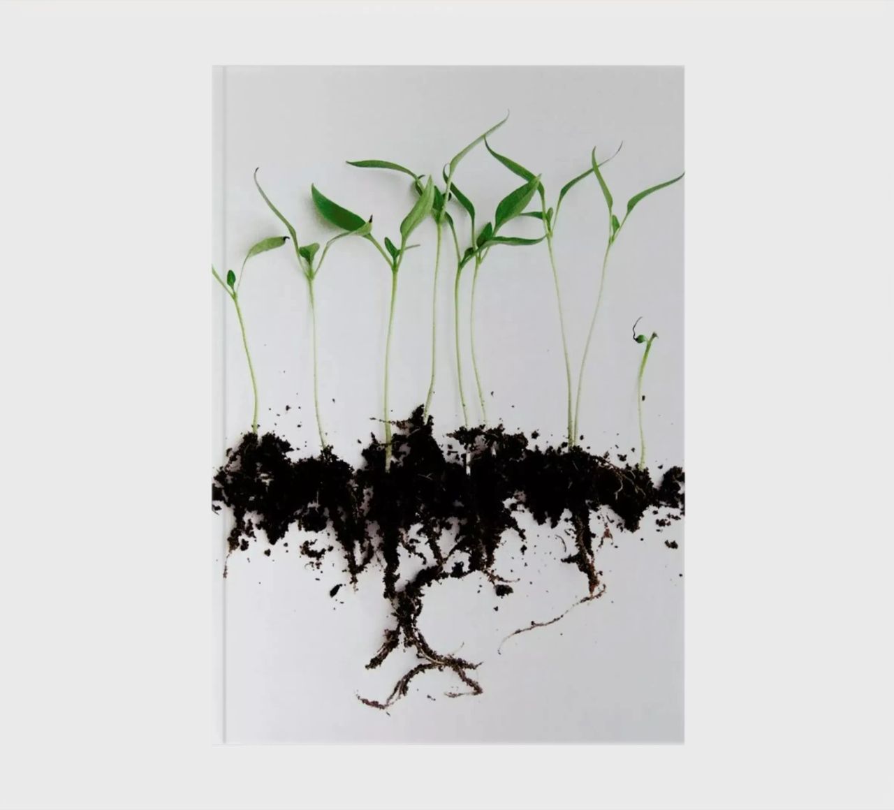 Pepper Sprouts notebook by Miles of Light