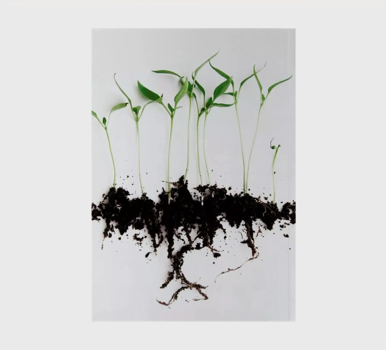 Pepper Sprouts notebook by Miles of Light