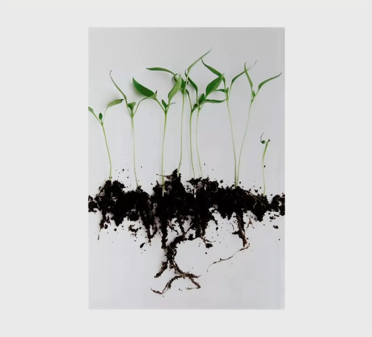 Pepper Sprouts Notizbuch von Miles of Light