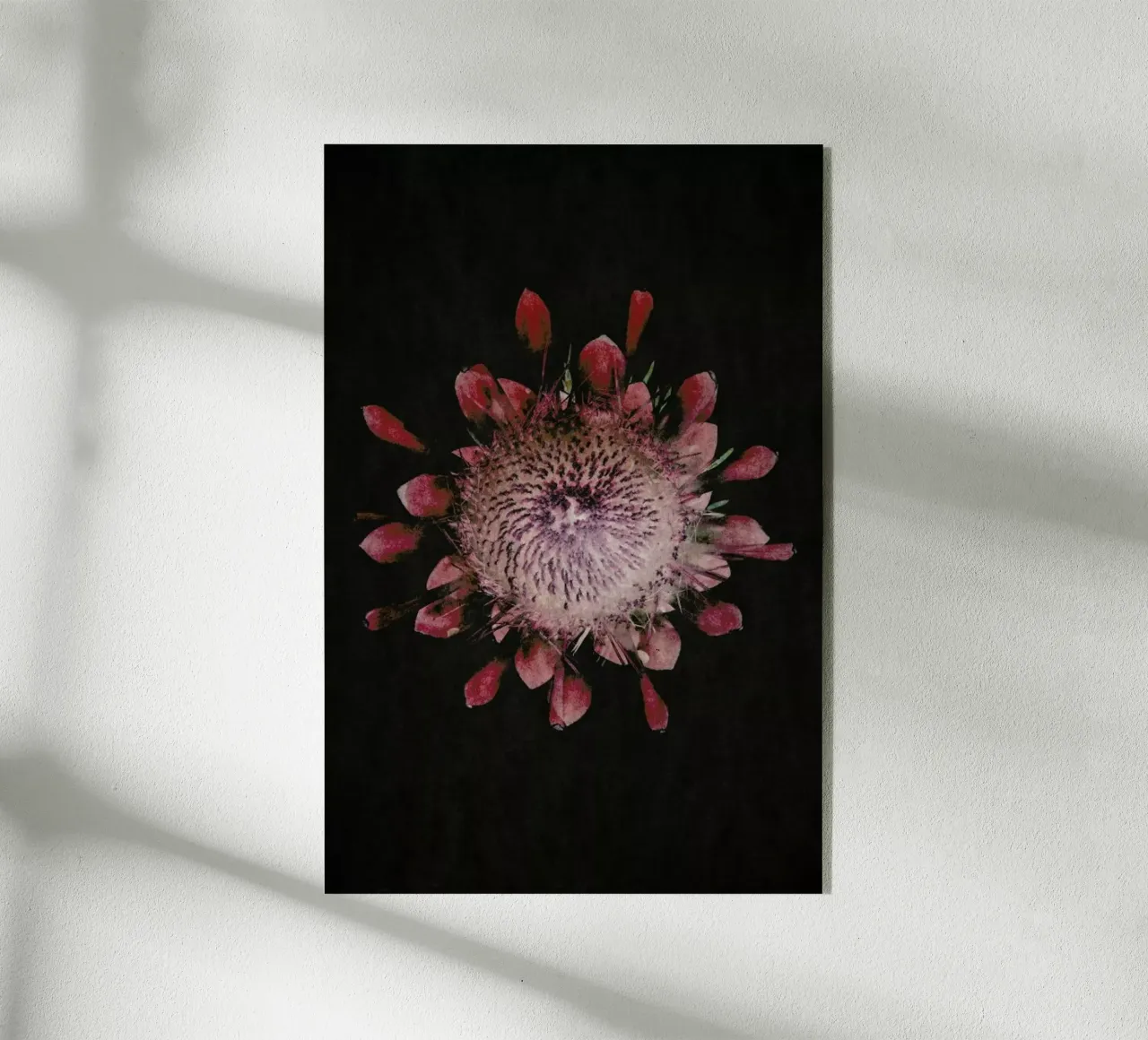 Fynbos Protea plexiglass da Shot By Clint