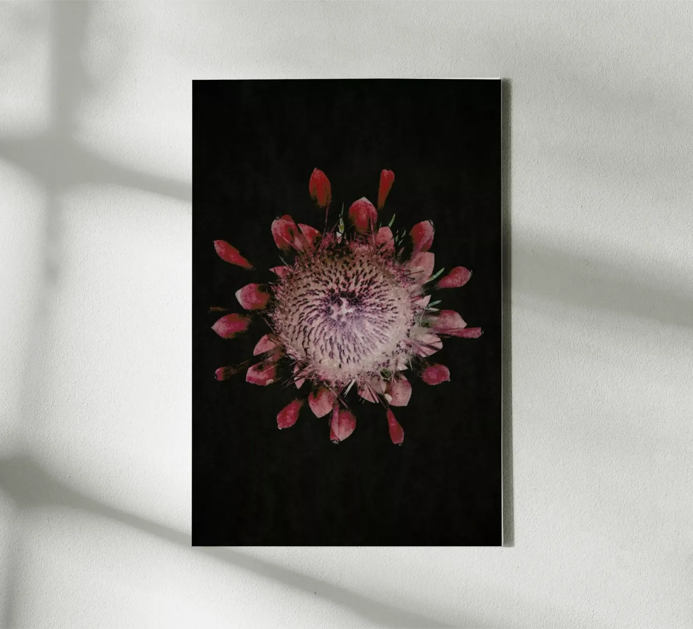 Fynbos Protea canvas by Shot By Clint