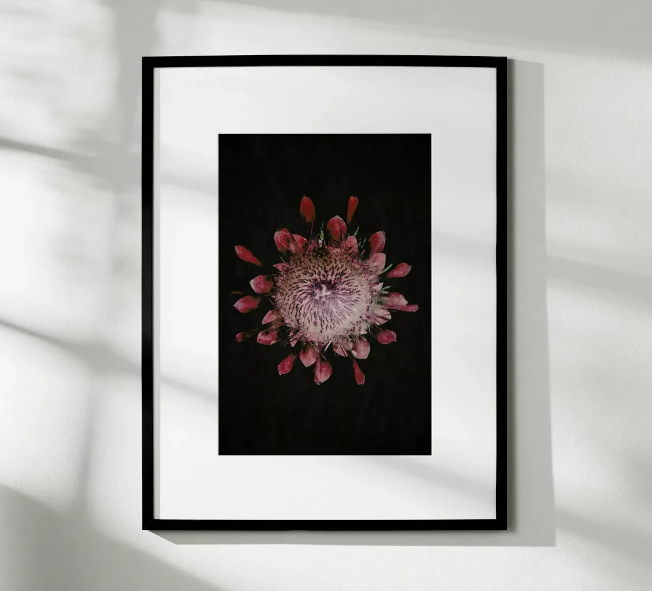 Fynbos Protea poster con telaio in plastica da Shot By Clint