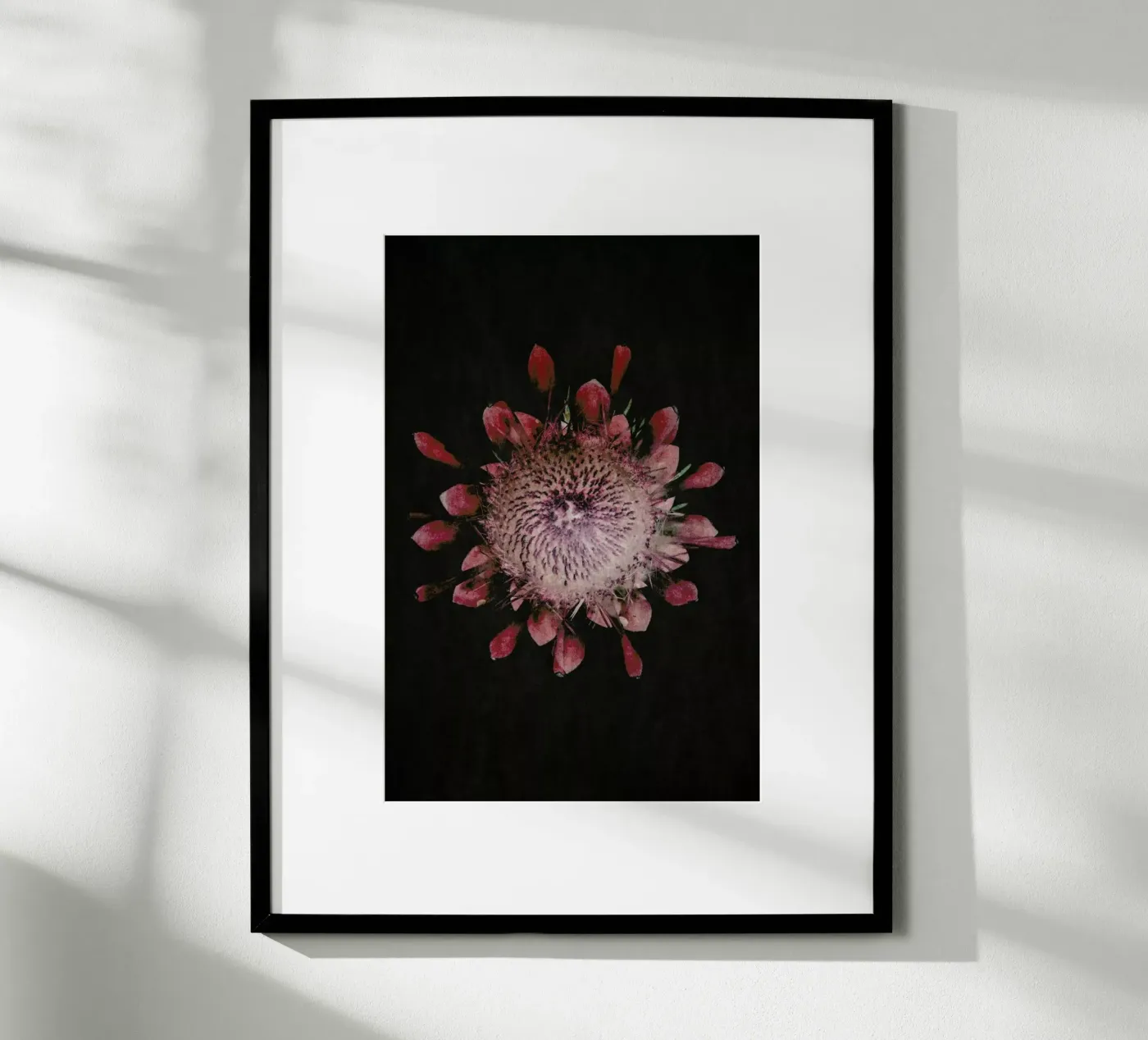 Fynbos Protea Poster von Shot By Clint
