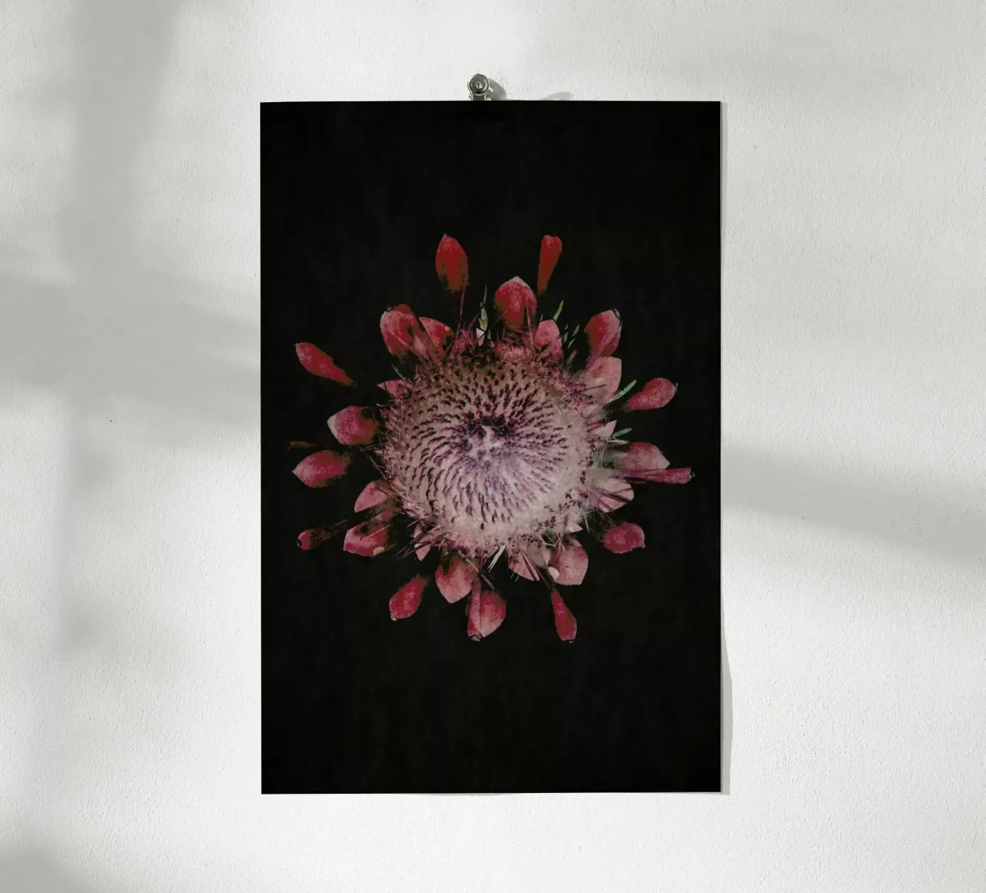 Fynbos Protea Poster von Shot By Clint