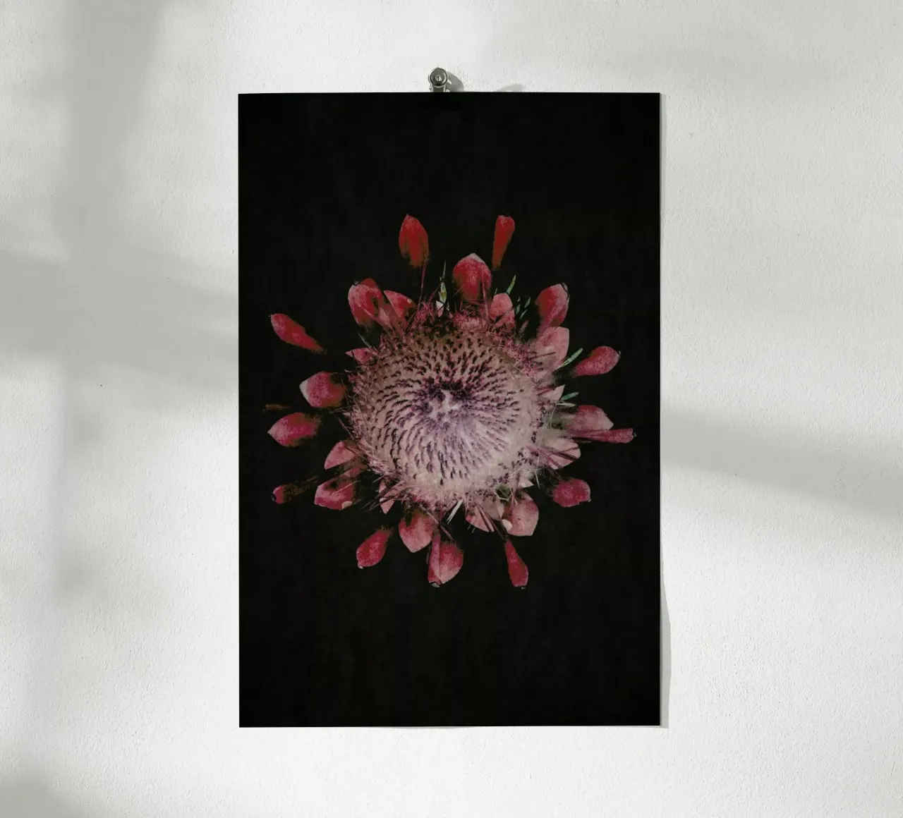 Fynbos Protea poster da Shot By Clint