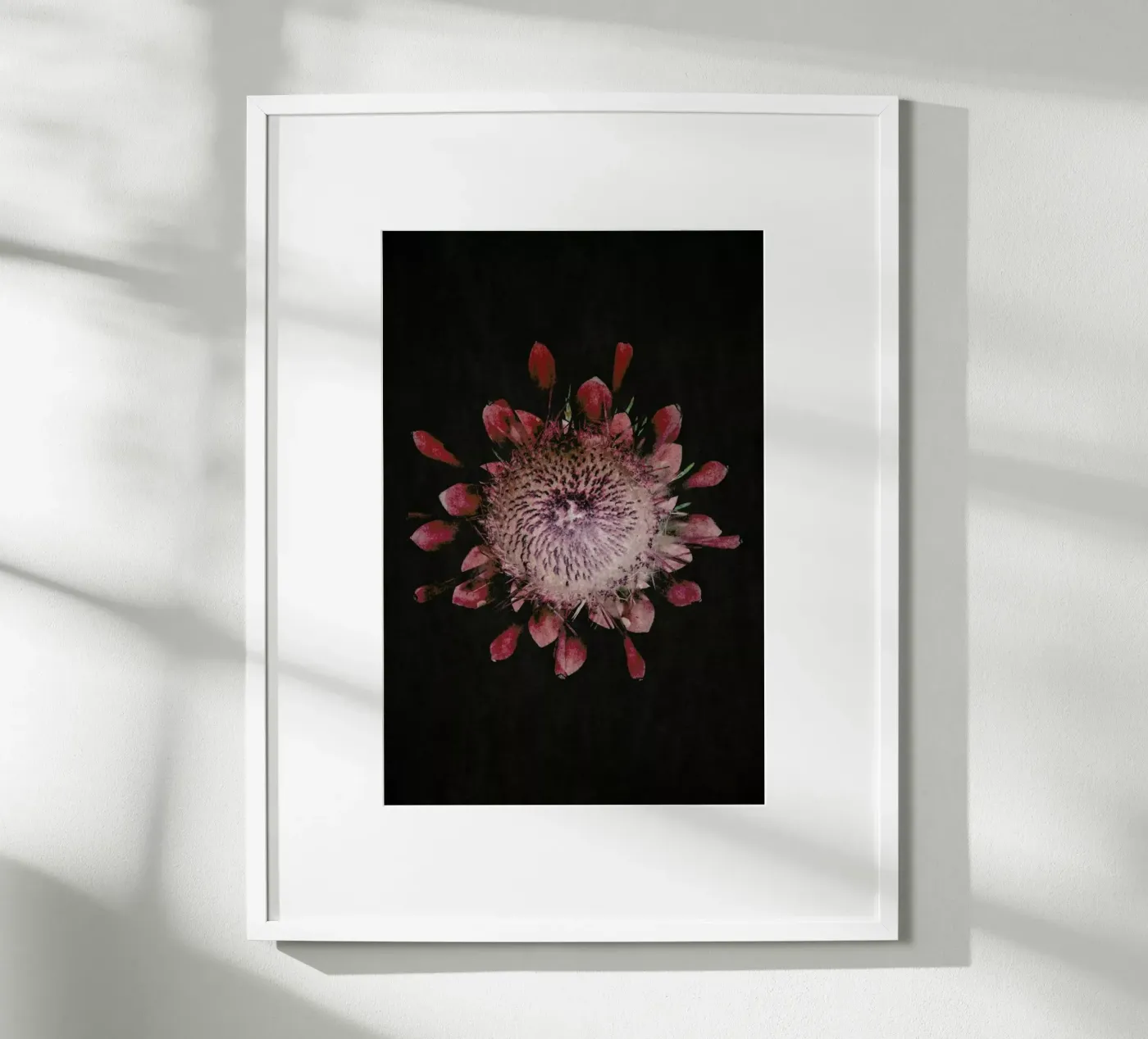 Fynbos Protea Poster von Shot By Clint