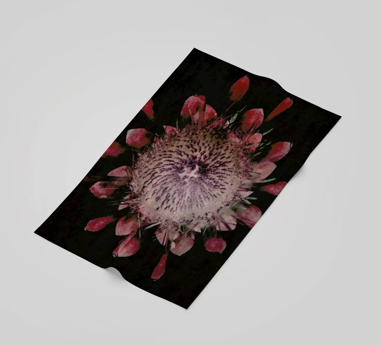 Fynbos Protea telo mare da Shot By Clint