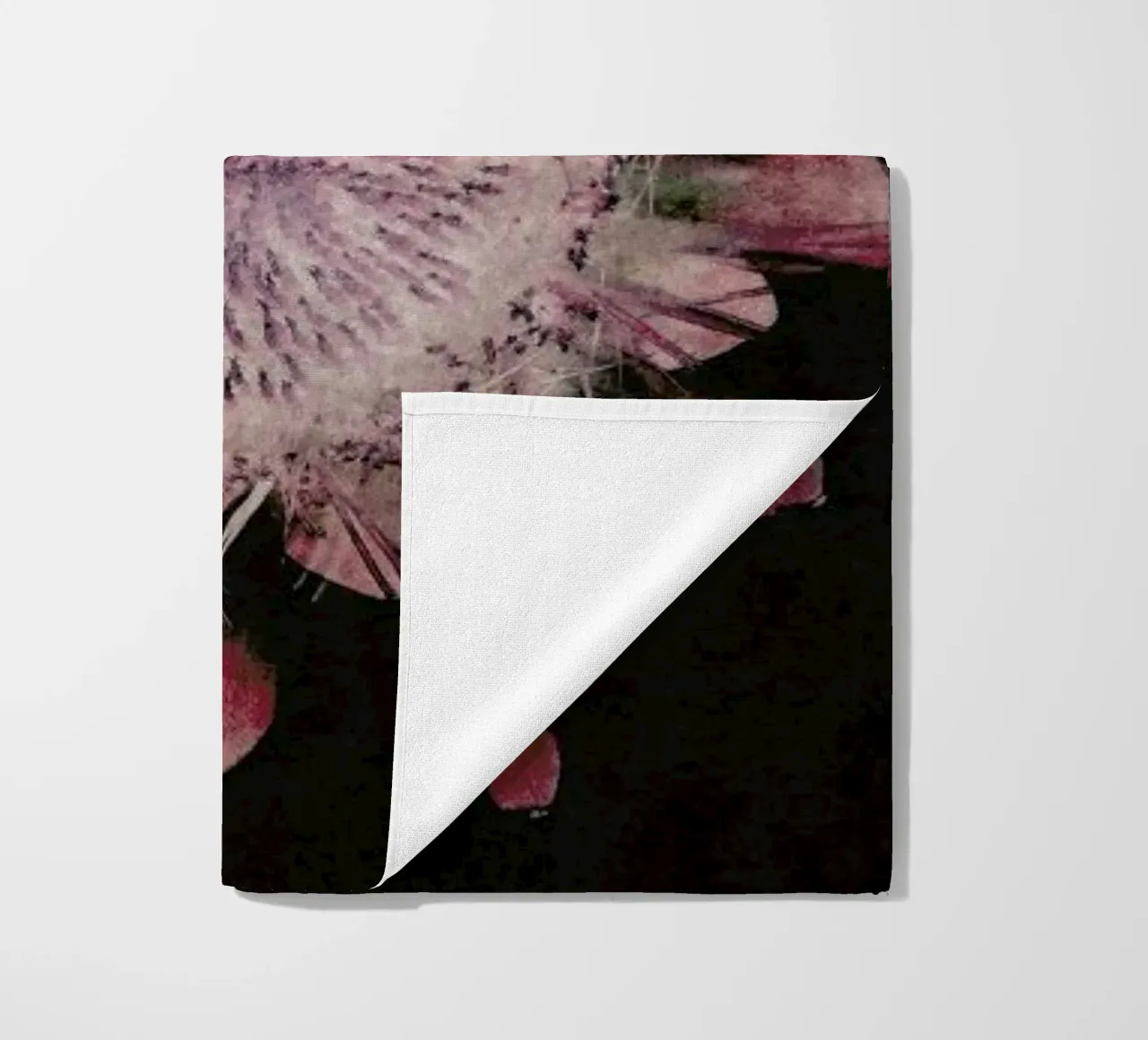 Fynbos Protea telo mare da Shot By Clint