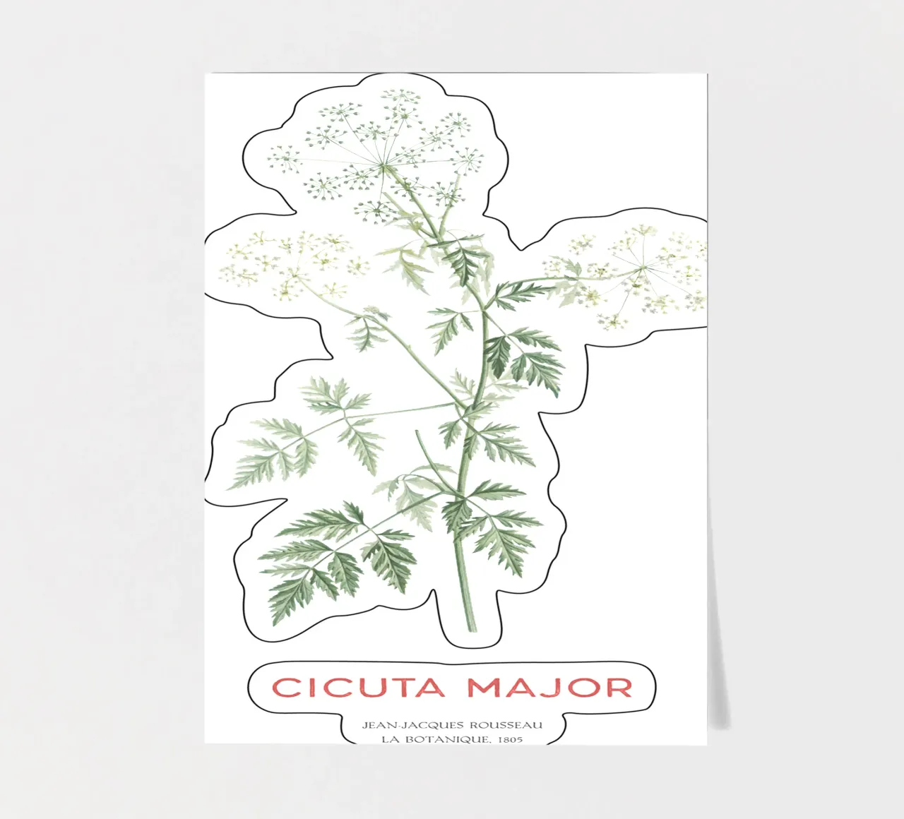 Wilder Schierling oder Cicuta major Stickerbogen von Vintagrafica