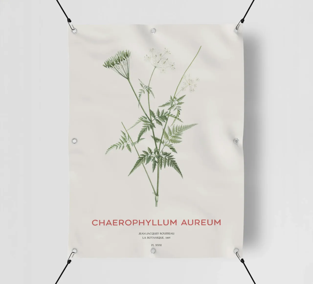 Cerfoglio dorato o Chaerophyllum aureum telo in pvc da Vintagrafica