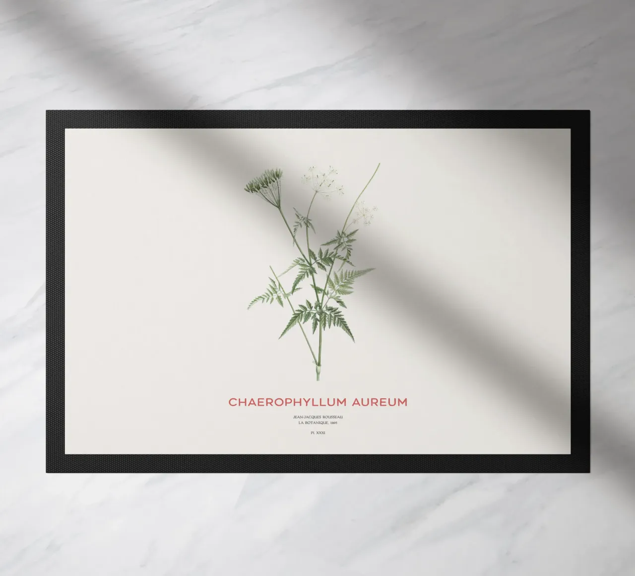 Cerfoglio dorato o Chaerophyllum aureum zerbino da Vintagrafica