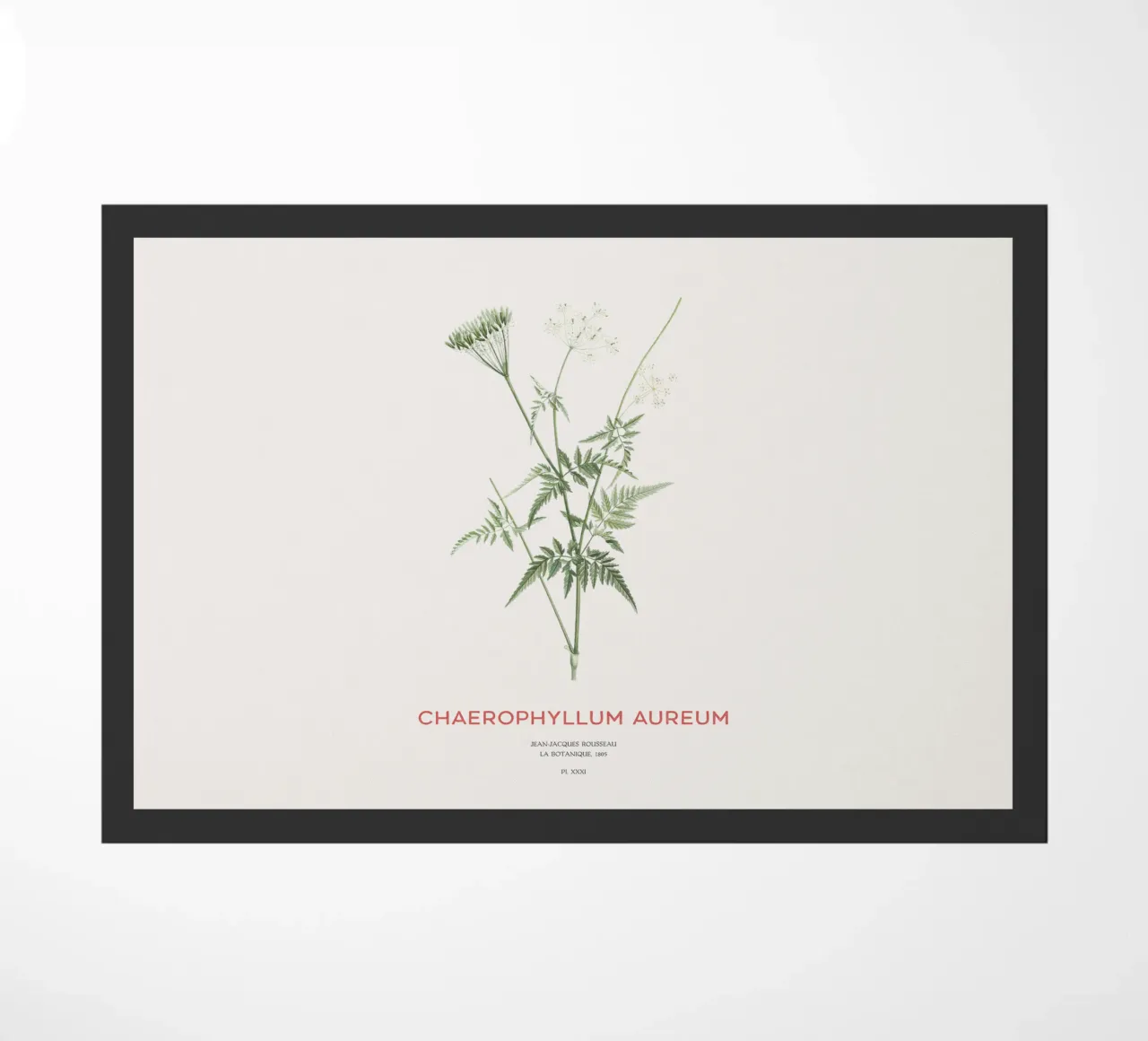 Cerfoglio dorato o Chaerophyllum aureum zerbino da Vintagrafica