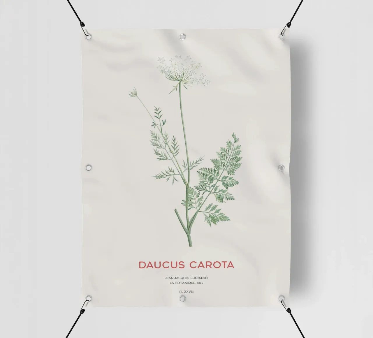 Carota selvatica o Daucus carota telo in pvc da Vintagrafica