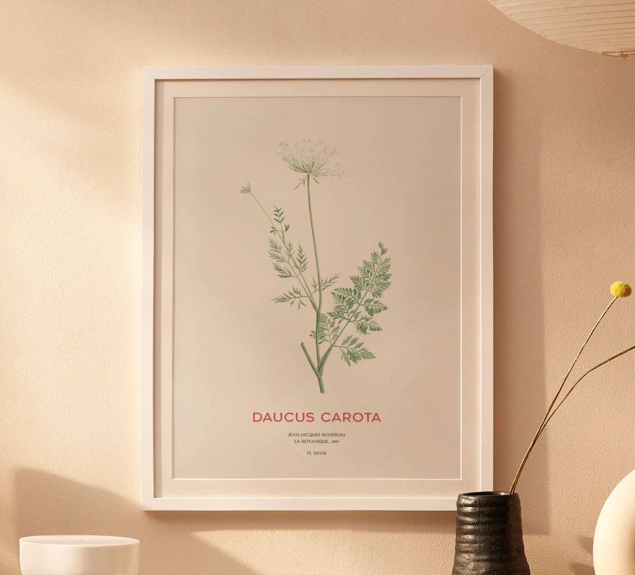 Wilde Möhre oder Daucus carota Poster von Vintagrafica