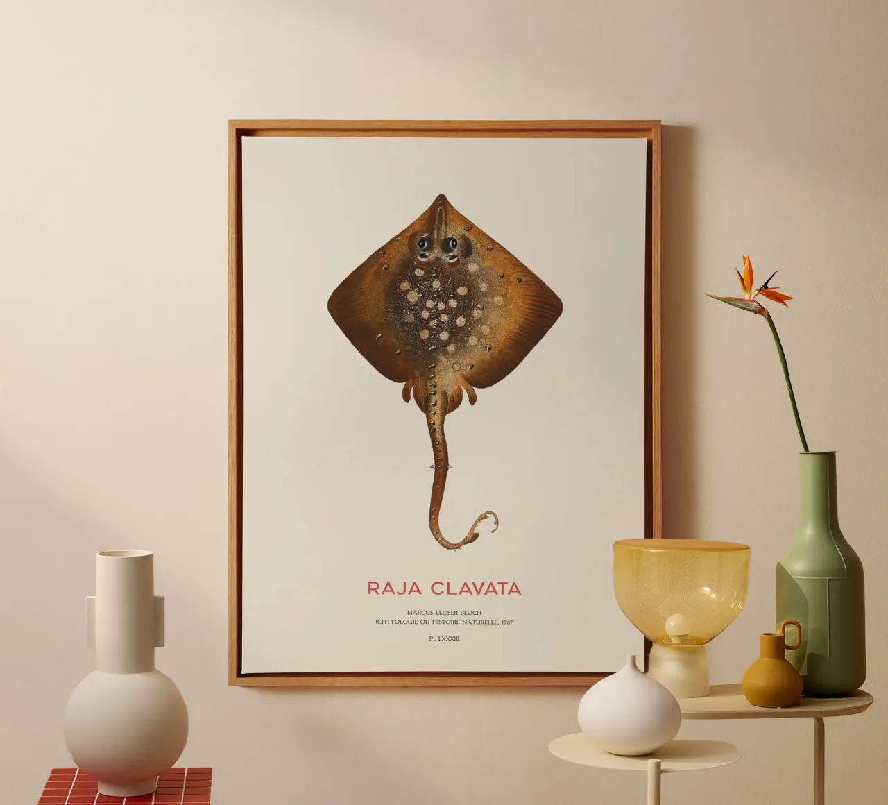 Stachelrochen oder Raja clavata Leinwand mit Schattenfugenrahmen von Vintagrafica