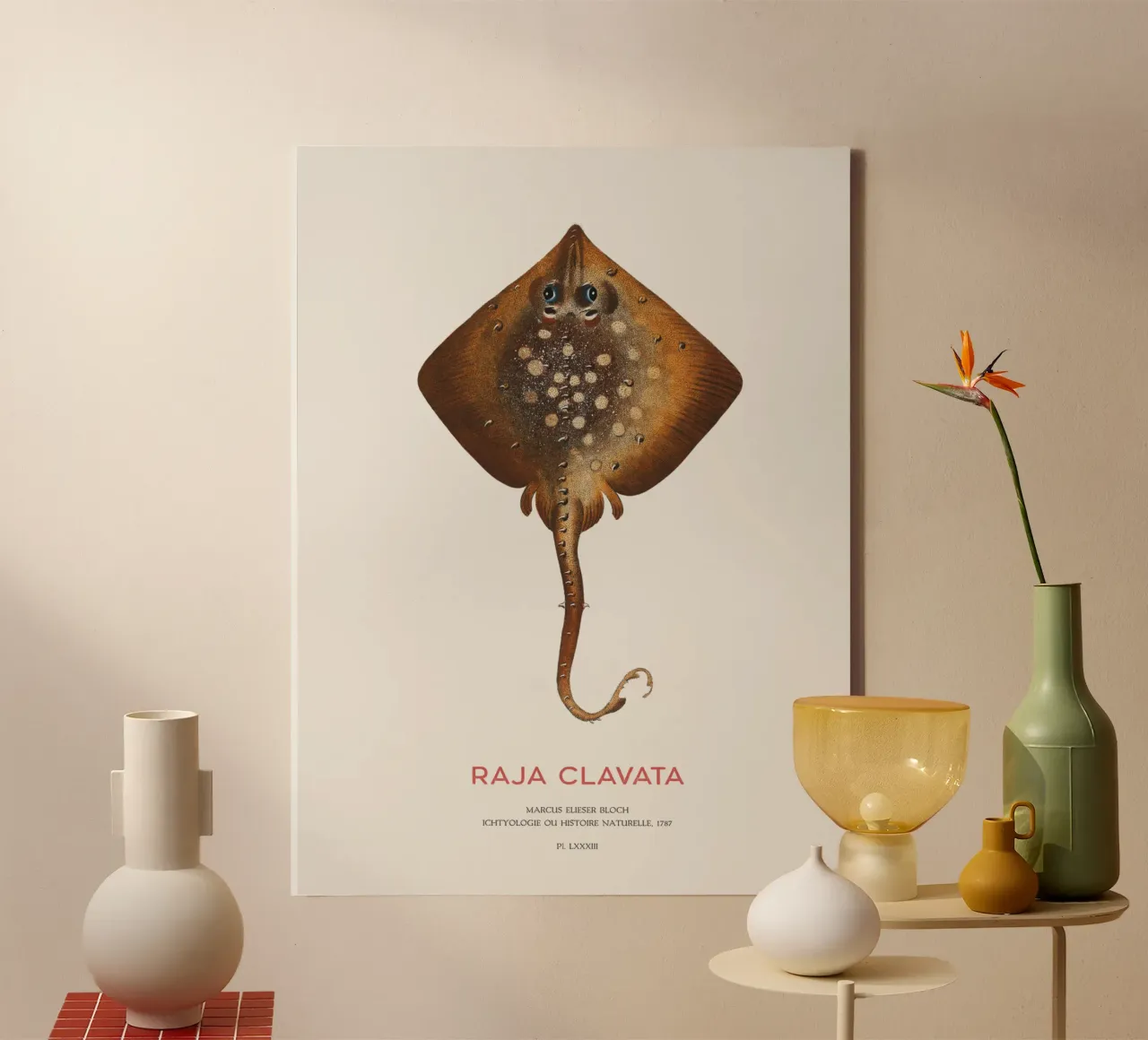 Stachelrochen oder Raja clavata Leinwand mit Schattenfugenrahmen von Vintagrafica