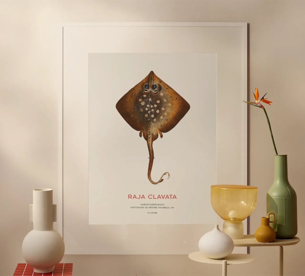 Stachelrochen oder Raja clavata Poster mit Holzrahmen von Vintagrafica